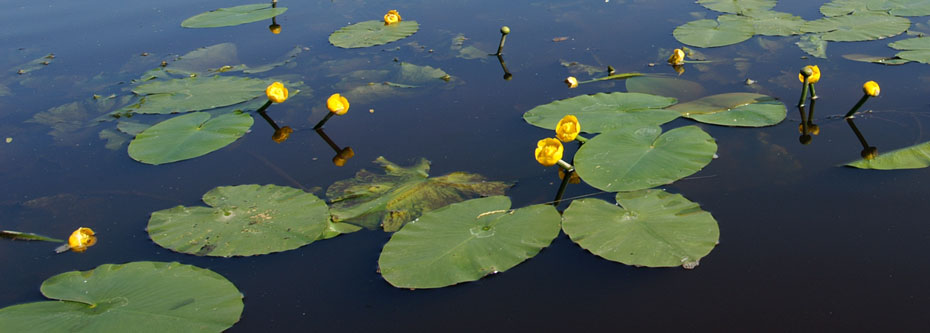 images/bg_weichelsee.jpg
