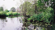 Kattensteertsee